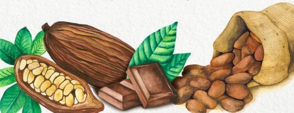 gallery/cocoa bean crop mirror
